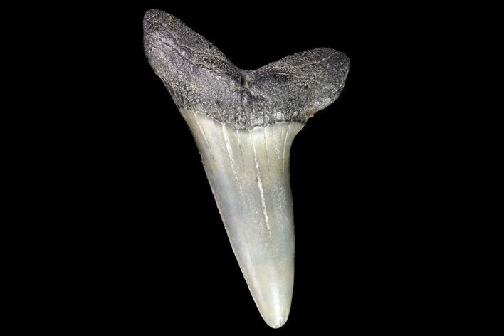 Fossil Shortfin Mako Shark Tooth - Georgia #75280